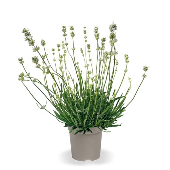 Lavandula, 13 cm angustifolia weiß PP-Nr.: DE-NI-115639