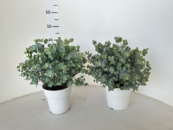 Eucalypthus , Busch 17/50 cm cinerea PP-Nr.: IT-16-0165