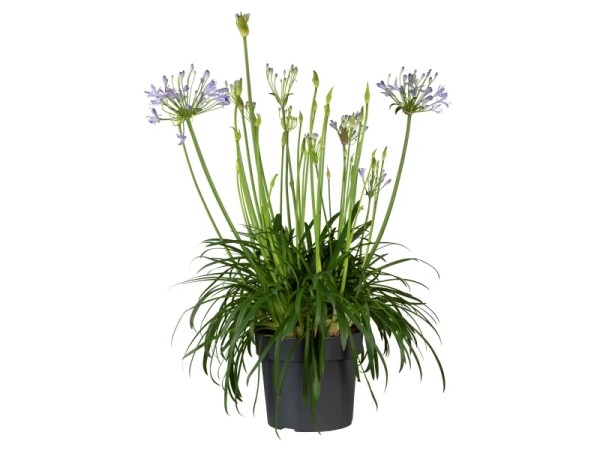 Agapanthus, Busch 27/55 cm africanus - afrikanische Schmucklilie BLAU PP-Nr.: ES-17-46/1519