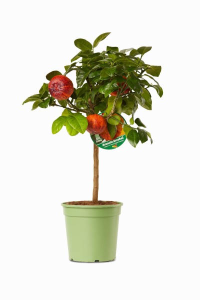 Citrus, Mini-Stamm 22/80 cm Arcobal PP-Nr.: IT-19-1627