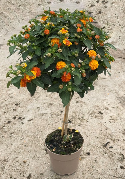 Lantana, Stamm 17/70 cm camara - orange PP-Nr.: IT-16BT0373