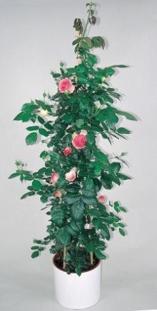 Rosen, Pyramide 30/180 cm Kletterrosen PP-Nr.: IT-07-0526