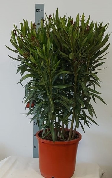 Nerium Oleander, Busch 30/110 cm Gemischte Farben PP-Nr.: ES -17-46/2054