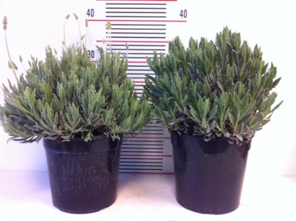 Lavendel, Busch 18/40 cm dentata Gewürze PP-Nr.: IT-07-0526