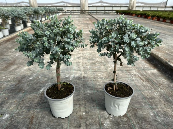 Eucalypthus , Stamm 15/50 cm Baby Blue' weißer Topf PP-Nr.: IT-16-0165