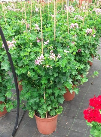 Pelargonium, Säule 27/100 cm peltatum - hängende Geranie PP-Nr.: IT-07-0526