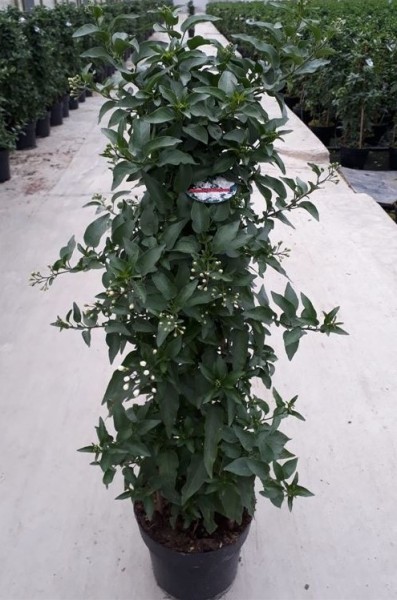 Solanum, Pyramide 17/70 cm jasminoides PP-Nr.: IT-16BT0373