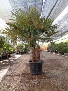 Trachycarpus, Stamm 70 Lt./180 cm Fortunei multitronco, Stammh. 40/60 Multi Trunk PP-Nr.: ES-17-