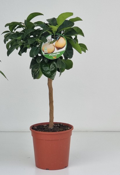 Citrus, Mini-Stamm 22/80 cm Pomelo PP-Nr.: IT-19-1627