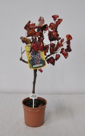 Vitis, Stamm 19/75 cm Mix PP-Nr.: IT-19-0572