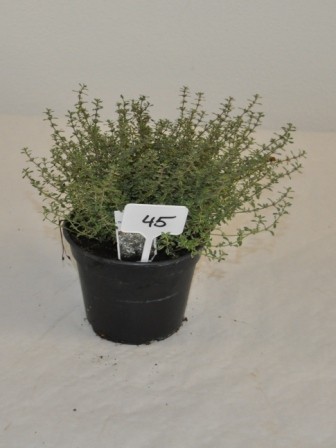 Thymian, Busch 14/20 cm "Silber Queen" Gewürze PP-Nr.: IT-07-0526