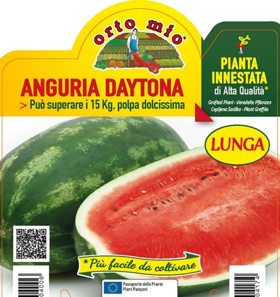 Wassermelone veredelt, 14/30 cm länglich, Sorte Daytona (F1) PP-Nr.: IT-08-1868