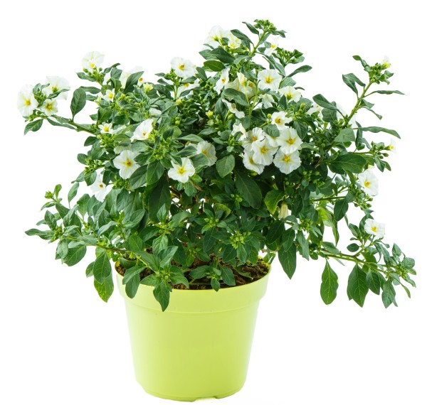 Solanum rantonnetii - weiß, Busch 12/30 cm PP-Nr.: IT-16BT0373