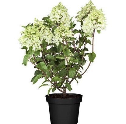 Hydrangea, Busch 18/50 cm macrophilla - Hortensie PP-Nr.: IT-07-0526