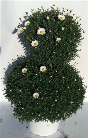 Margeriten, Doppelkrone 35/100 cm weiß weißer Topf PP-Nr.: IT-07-0526