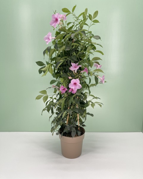 Pandorea, Pyramide 17/75 cm Jasminoides Rosea PP-Nr.: IT-16BT0373