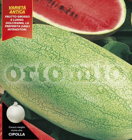 Wassermelone, 4er Tasse cm länglich und schmal, Sorte Cahrleston Gray PP-Nr.: IT-08-1868