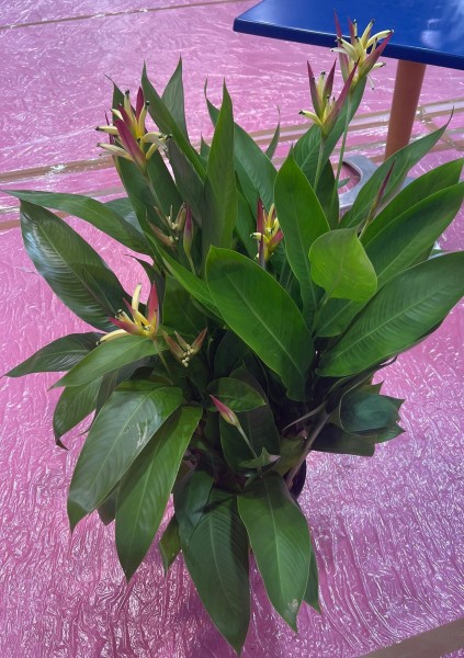 Heliconia Hawaii, 8 - 10 Knospen, Busch 27/90 cm
