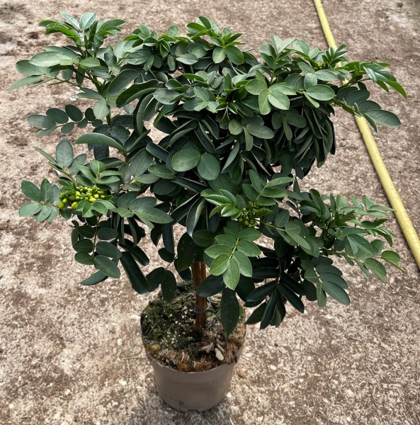 Cassia, Stamm 17/70 cm corymbosa PP-Nr.: IT-16BT0373