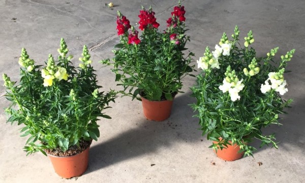 Antirrhinum, Busch 14/30 cm majus - Löwenmäulchen PP-Nr.: IT-07-0526