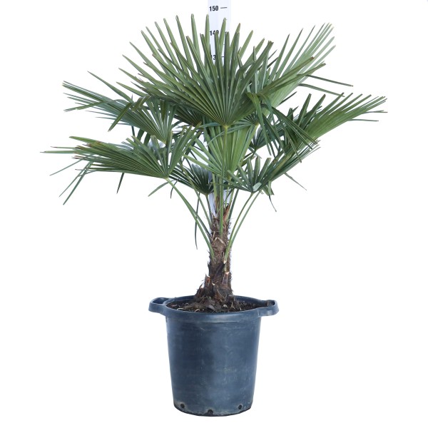Chamaerops, Busch 54/155 cm excelsa (Trachycarpus fortuneii) PP-Nr.: IT-19-0066