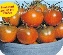 Tomaten sardinische Zebra-Tomate, Sorte Reginella (F1), 10/20 cm PP-Nr.: IT-08-1868