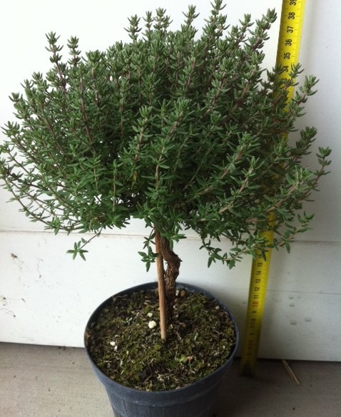 Thymian, Stamm 14/50 cm vulgaris Gewürze PP-Nr.: IT-07-0526