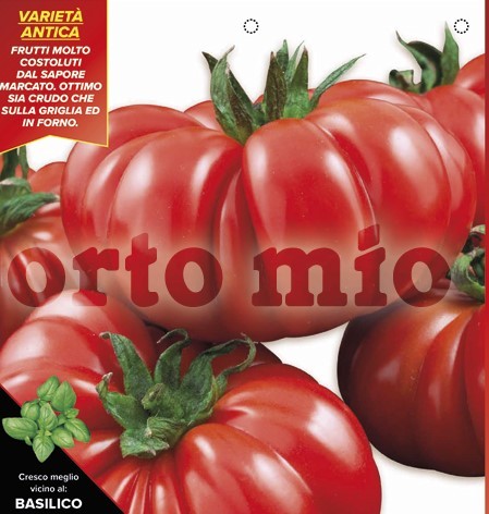 Tomaten, 10/20 cm Fleischtomate "Gerippte Florentiner", Sorte Successo F1 PP-Nr.: IT-08-1868