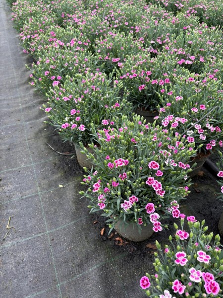 Dianthus, Busch 17 cm "Pink Kisses" PP-Nr.: IT-16BT0373