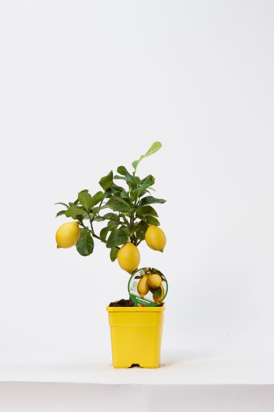 Citrus, Mini-Stamm 15x15/40 cm Zitrone PP-Nr.: IT-19-1627