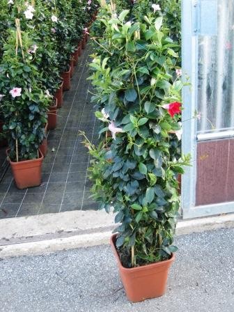 Dipladenia, Pyramide 30/150 cm Sundaville PP-Nr.: IT-19-0288