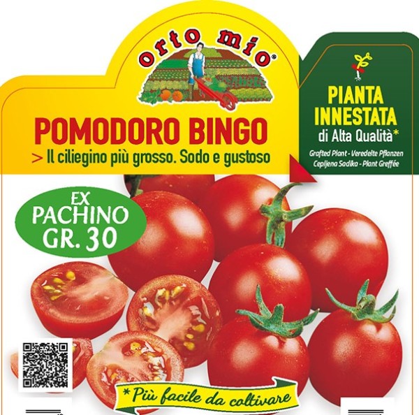 Tomaten veredelt Kirschtomate "Bingo", Sorte Twitter (F1), 14/30 cm PP-Nr.: IT-08-1868