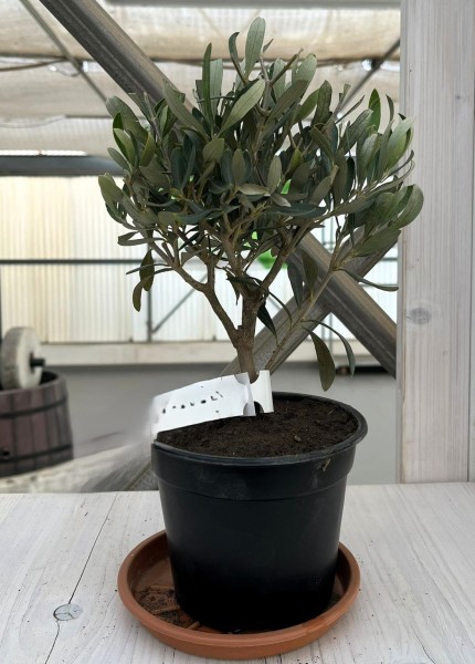Oliven, Busch 15/40 cm Bunter Topf PP-Nr.: IT-19-0953