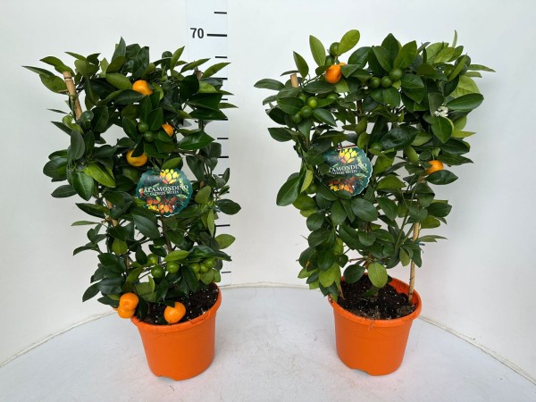 Citrus, Spalier 19/60 cm mitis calamondin PP-Nr.: IT-16-0165