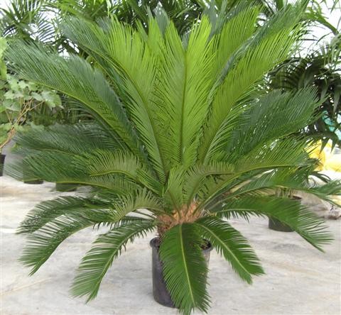 Cycas, Busch 24/75 cm revoluta schwarzer Topf PP-Nr.: IT-19-0066