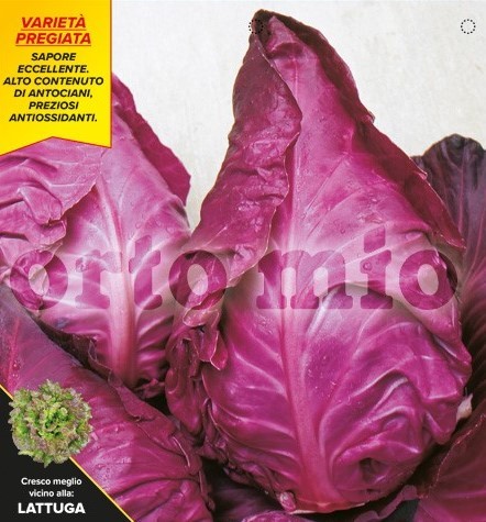 Kraut, 6er Tasse cm "Rotes Herz-Kraut", Sorte Mars (F1) PP-Nr.: IT-08-1868