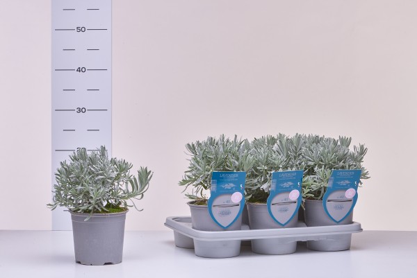Lavendel , Busch 13/20 cm "AROMA RISERVA"® mit DEKO-Stecketikett PP-Nr.: IT-07-0248