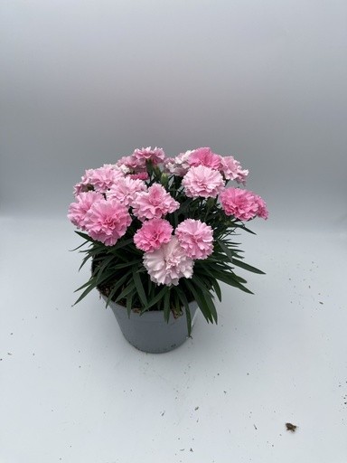 Dianthus, Busch 14/30 cm "I love you" PP-Nr.: IT-16BT0373