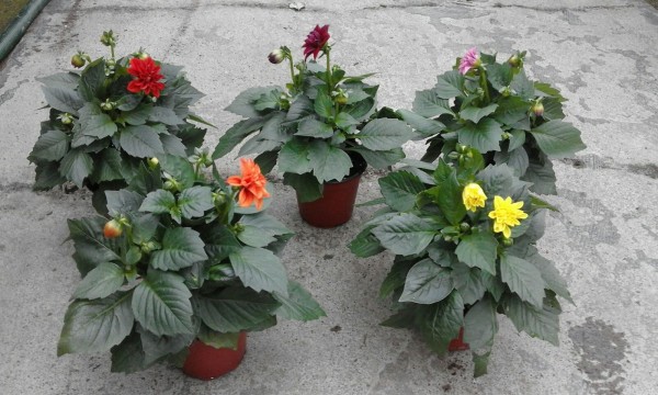 Dahlia, Busch 14 cm PP-Nr.: IT-07-0526