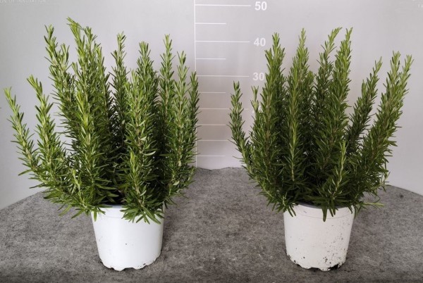 Rosmarin, Busch 18/40 cm officinalis Gewürze PP-Nr.: IT-07-0526
