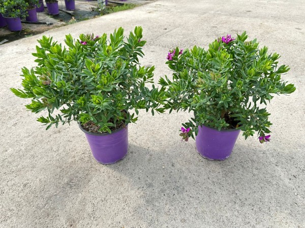 Polygala, Busch 17/50 cm myrtifolia PP-Nr.: IT-16-0165