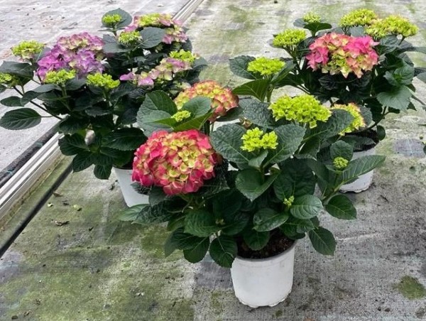 Hydrangea, Busch 15/50 cm Hortensie (blau, rosa, weiß) weißer Topf PP-Nr.: IT-16-0165