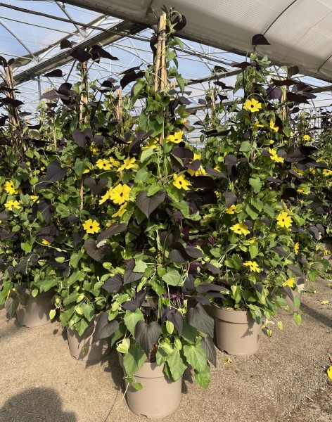 Thunbergia, Pyramide 21/100 cm Ipomea Mix Master PP-Nr.: IT-16BT0373