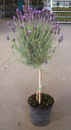 Lavendel, Stamm 18/80 cm stoechas Gewürze PP-Nr.: IT-07-0526