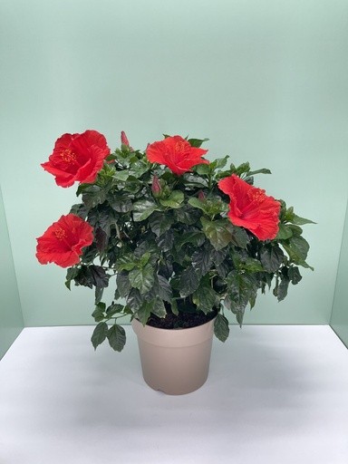 Hibiscus , Busch 27/60 cm rosa sinensis PP-Nr.: IT-16BT0373