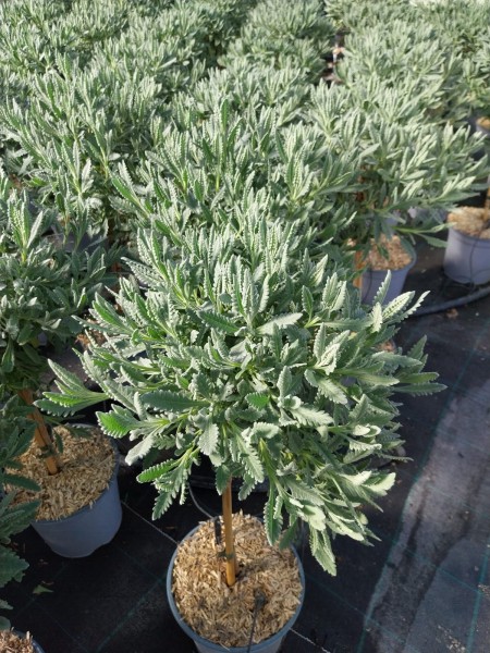 Lavendel, Stamm 18/80 cm dentata Gewürze PP-Nr.: IT-07-0526