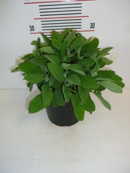 Salbei, Busch 14/20 cm maxima, breitblättrig Gewürze PP-Nr.: IT-07-0526