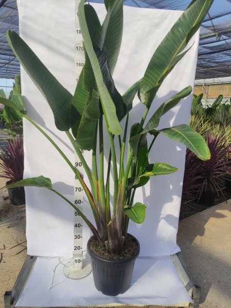 Strelizia Nocolei 4 Pflanzen, Busch 30 LT/170 cm PP-Nr.: ES-17-46/1610