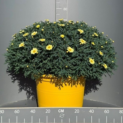 Margeriten, Busch 45/80 cm gelb gelber Topf PP-Nr.: IT-07-0526