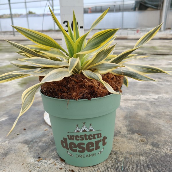 Yucca Citrus Twist, Busch 3,5 LT/60 cm PP-Nr.: ES-17-46/1610